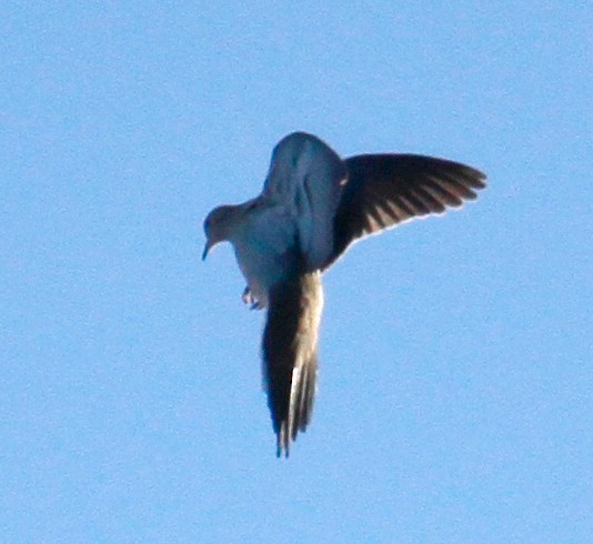 Mourning Dove - ML304846371