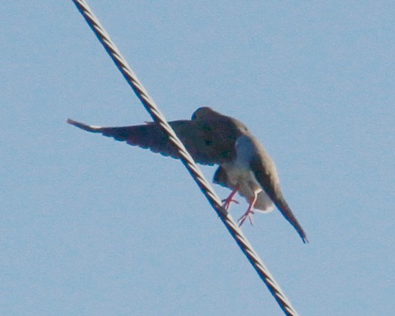 Mourning Dove - ML304846381