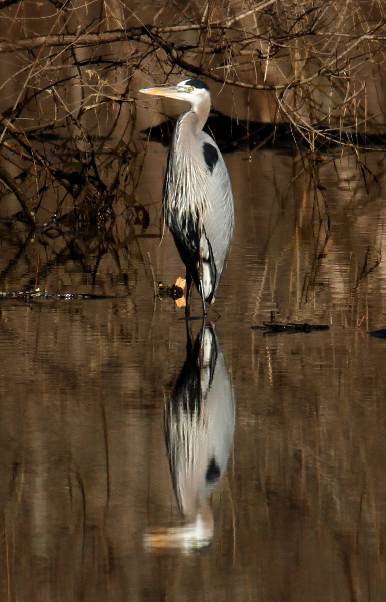 Great Blue Heron - ML304846801
