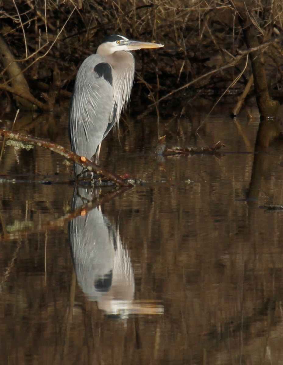 Great Blue Heron - ML304846811