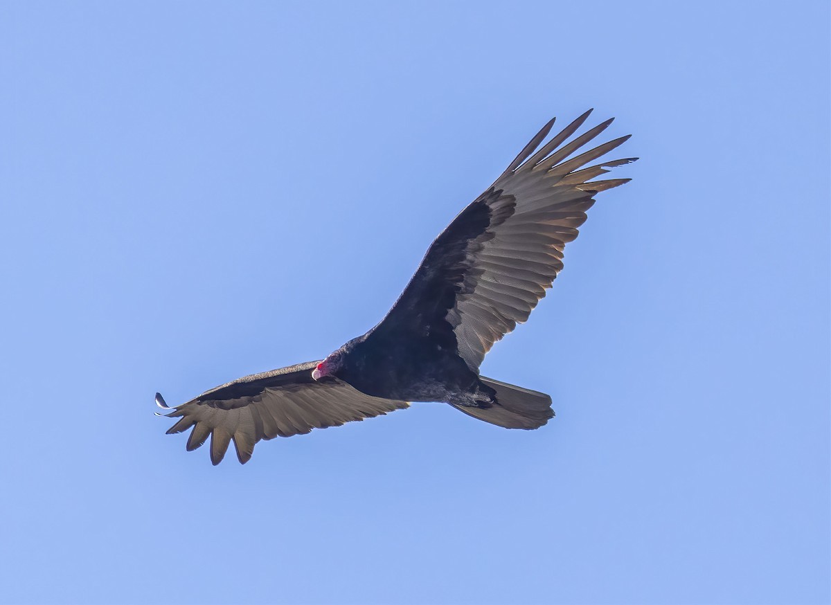 Turkey Vulture - ML304846821