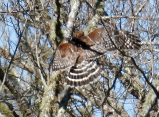 Red-shouldered Hawk - ML304846911