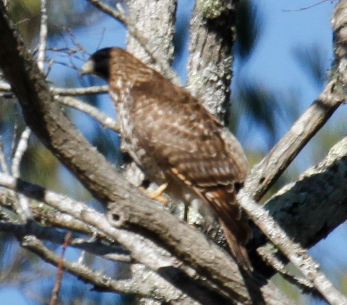 Red-shouldered Hawk - ML304846931