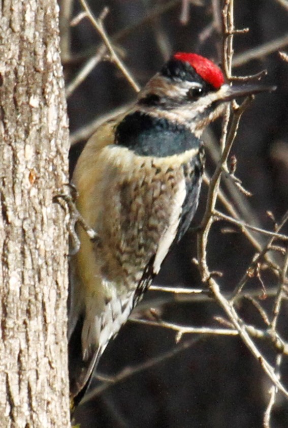 Yellow-bellied Sapsucker - ML304847051