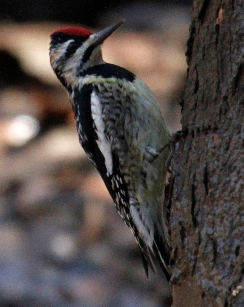 Yellow-bellied Sapsucker - ML304847061