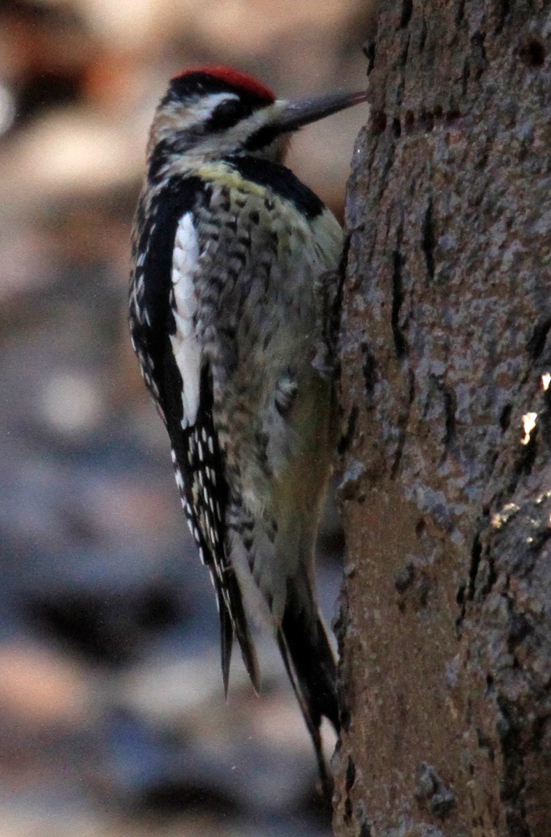 Yellow-bellied Sapsucker - ML304847071