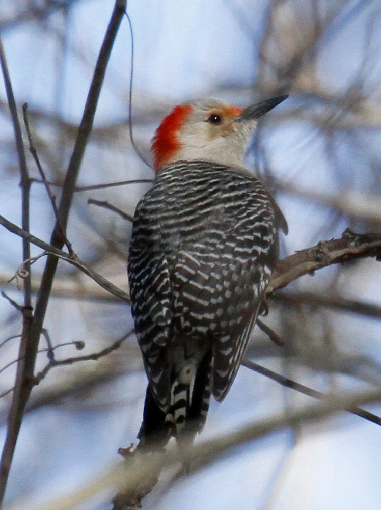 Red-bellied Woodpecker - ML304847131