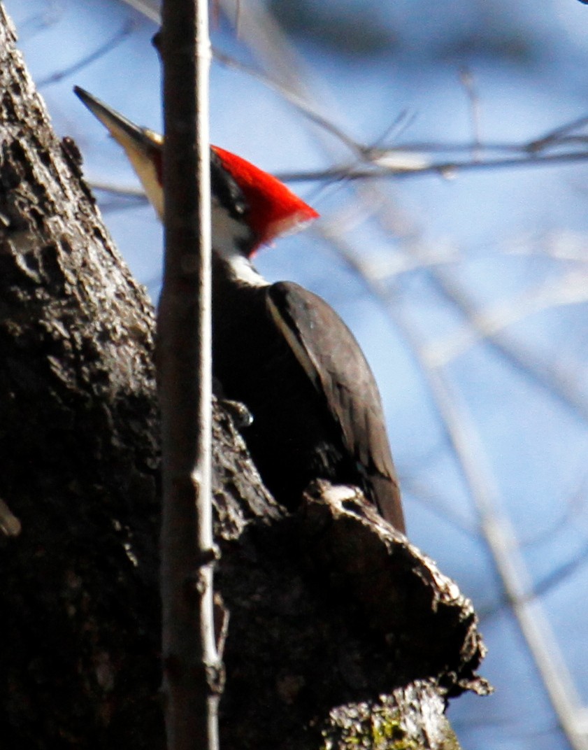 Pileated Woodpecker - ML304847211