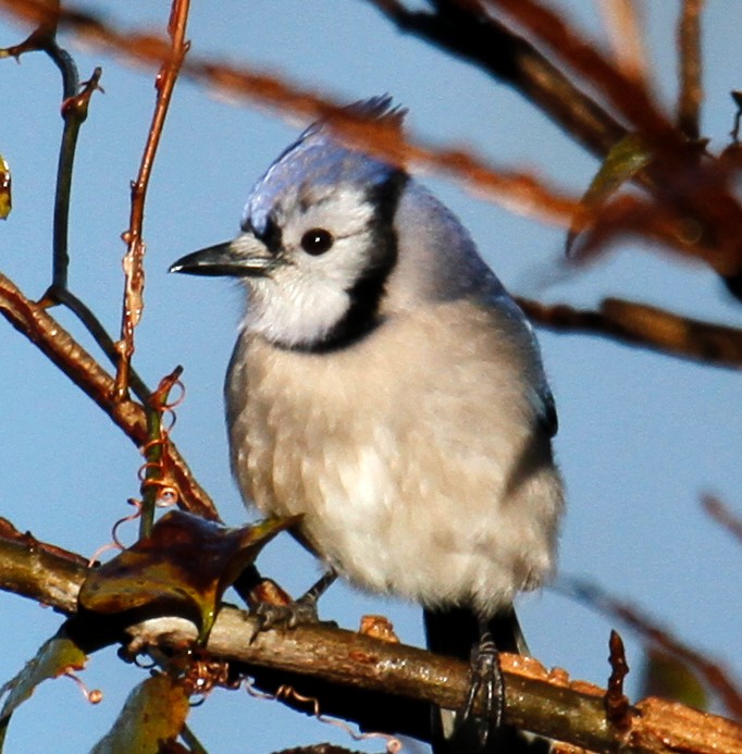 Blue Jay - ML304847311