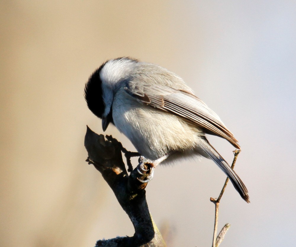 Carolina Chickadee - ML304847371