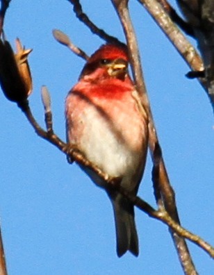 Purple Finch - ML304847701