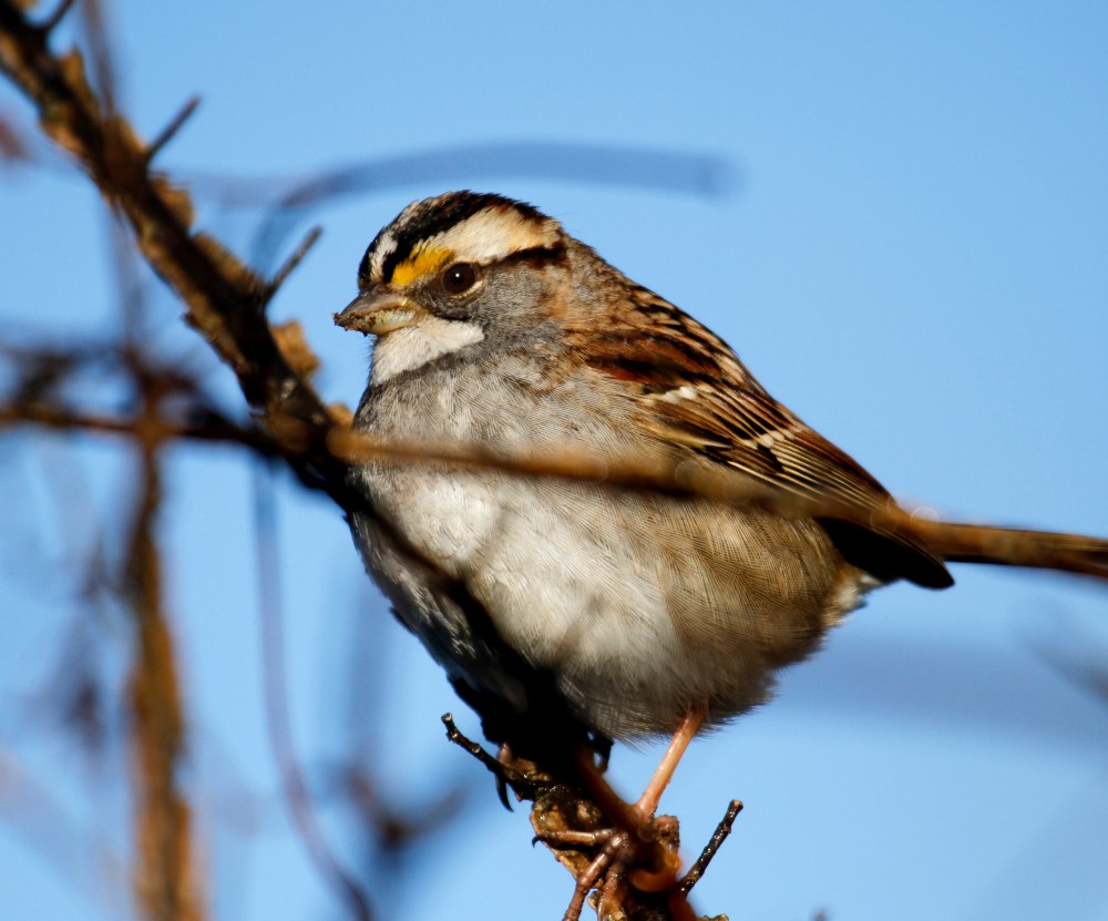 White-throated Sparrow - ML304847831