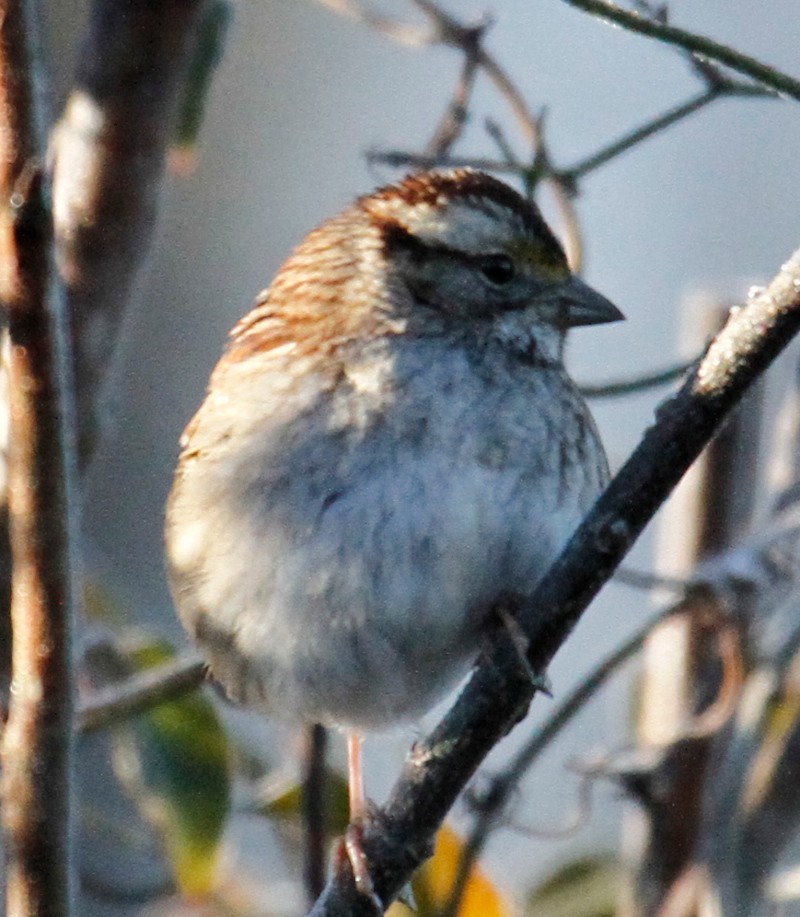 White-throated Sparrow - ML304847841