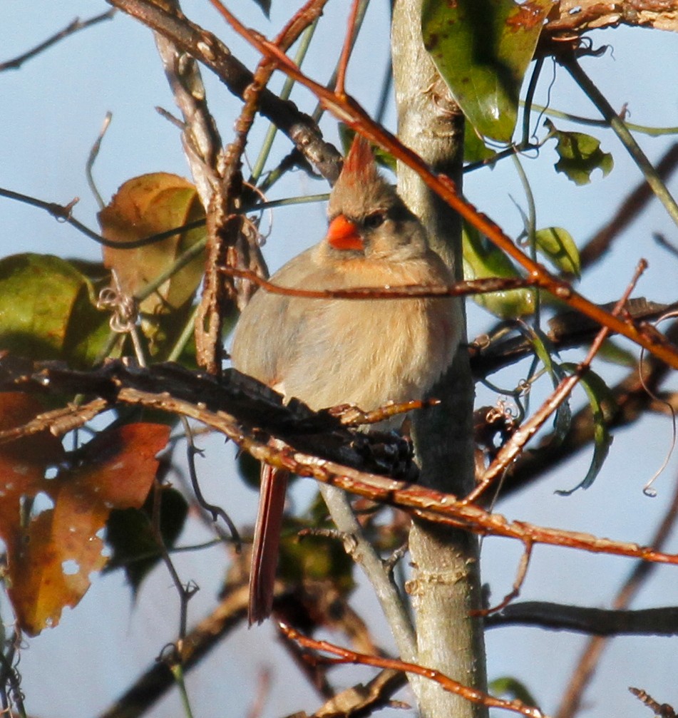 Northern Cardinal - ML304848141