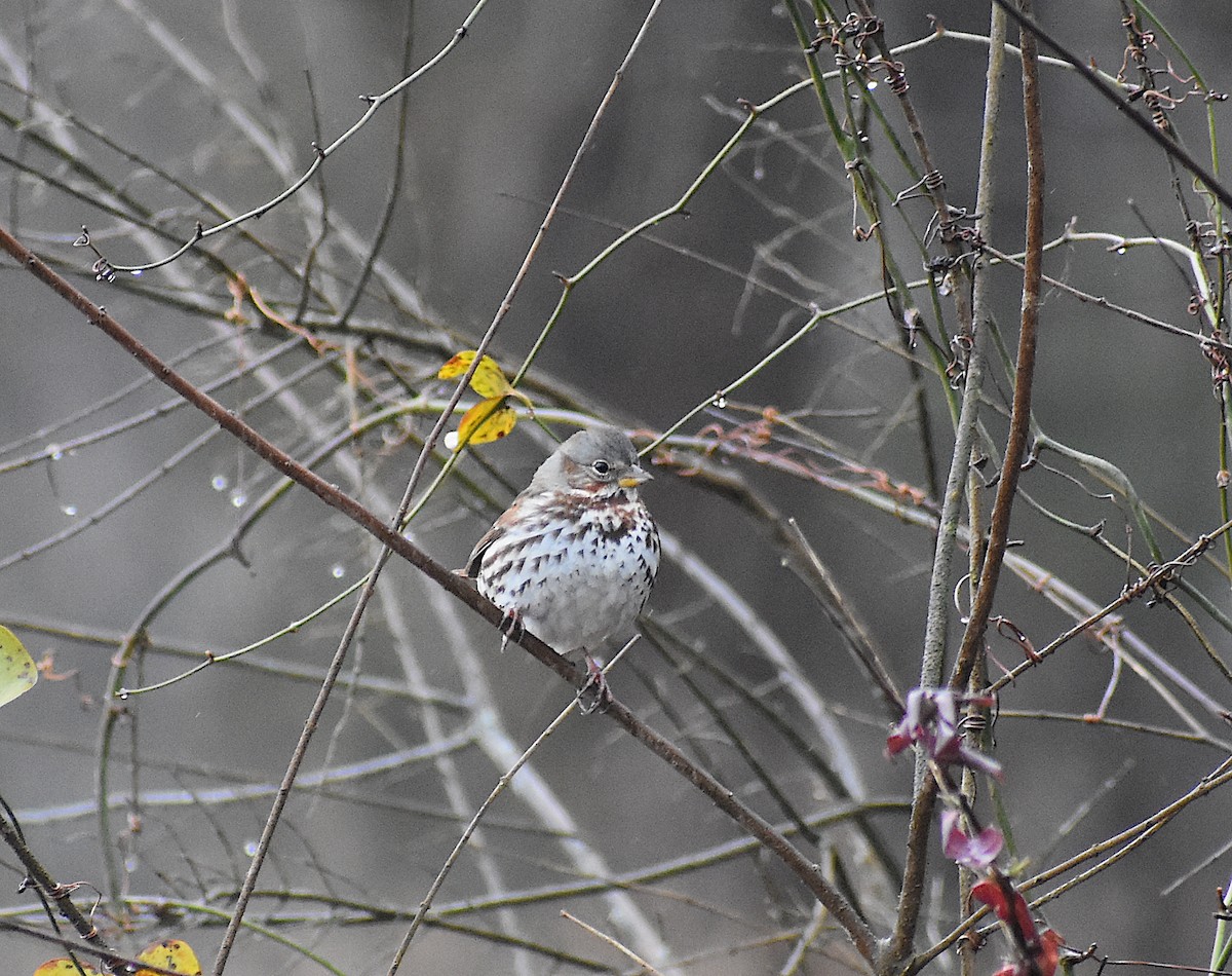 Fox Sparrow (Red) - John Lynch