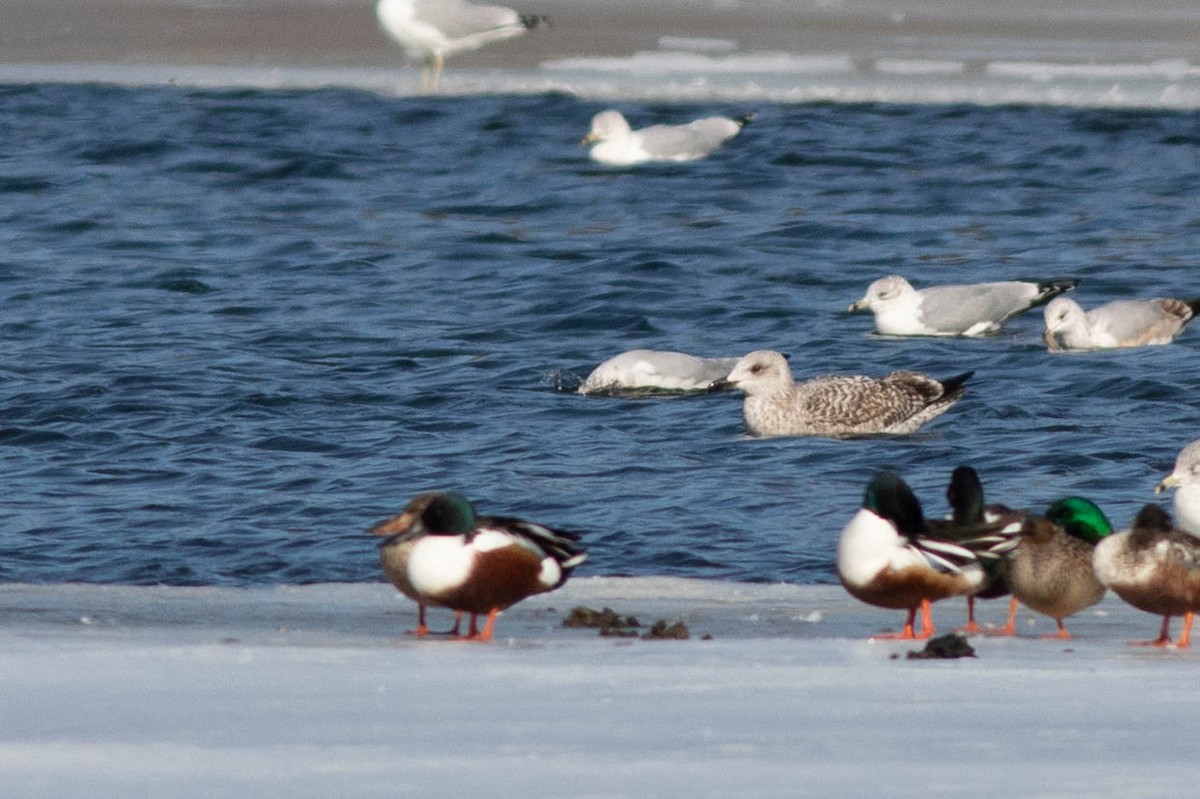 Lesser Black-backed Gull - ML304848441