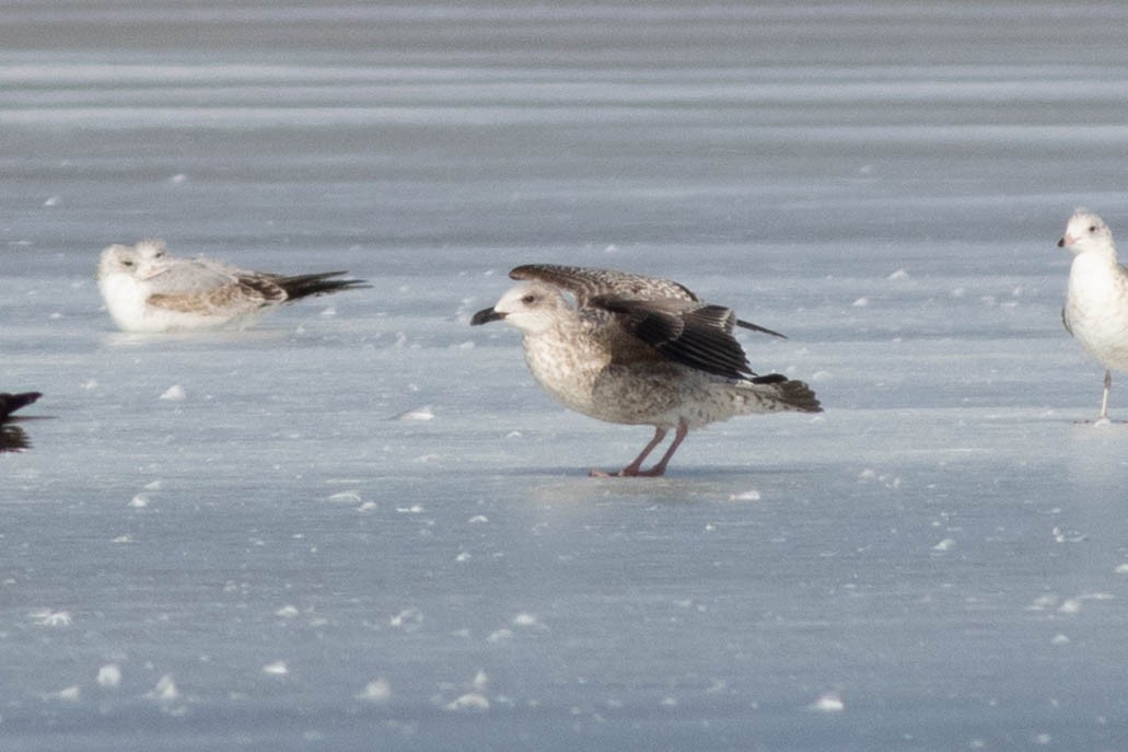 Lesser Black-backed Gull - ML304848601