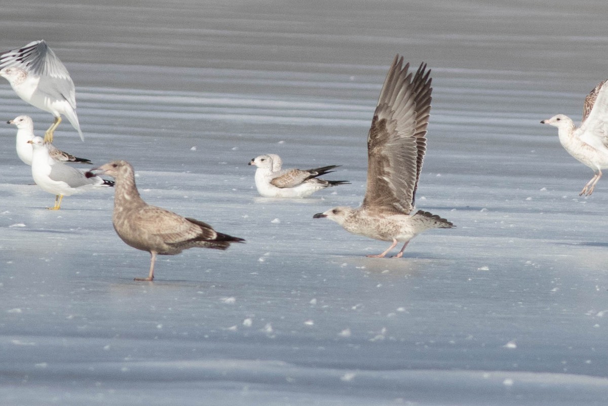 Lesser Black-backed Gull - ML304848671