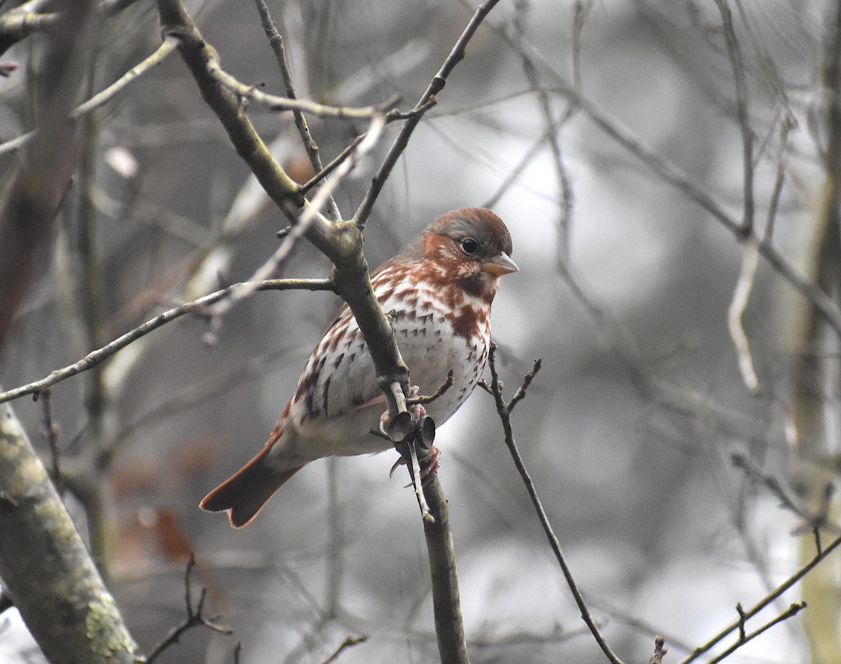 Fox Sparrow (Red) - ML304848681