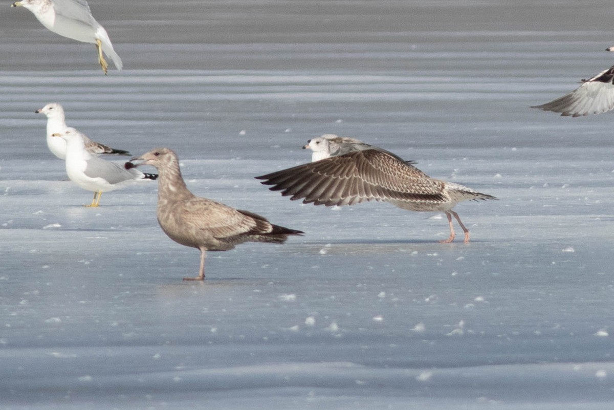 Lesser Black-backed Gull - ML304848701