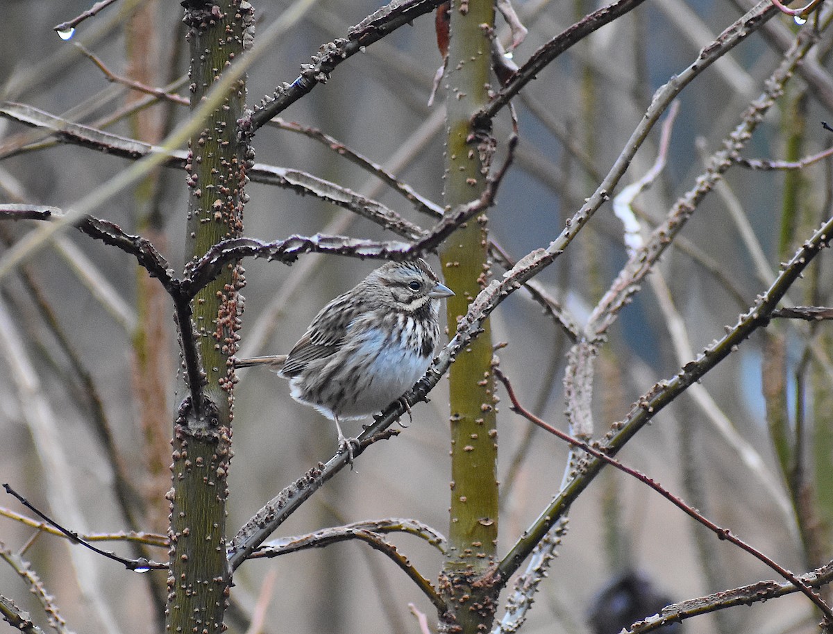 Song Sparrow - ML304848711