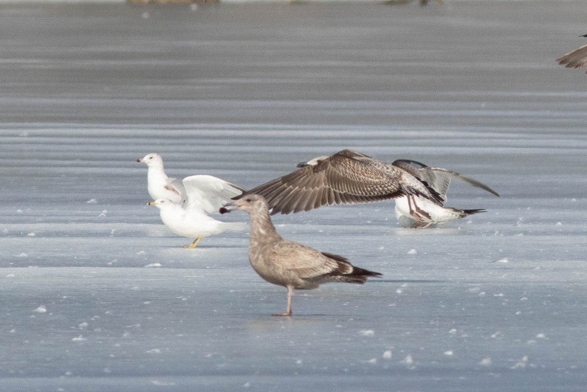 Lesser Black-backed Gull - ML304848731