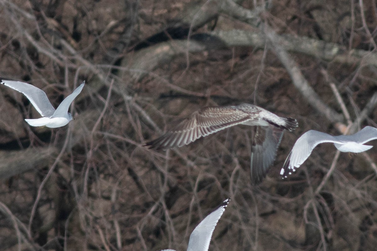 Lesser Black-backed Gull - ML304848761