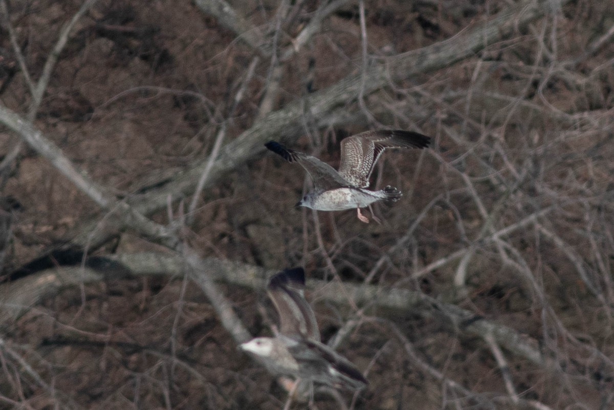 Lesser Black-backed Gull - ML304848811