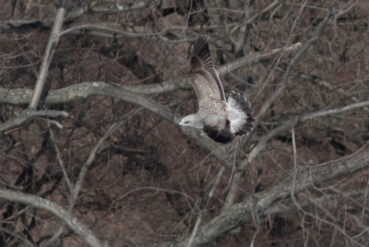 Lesser Black-backed Gull - ML304848841