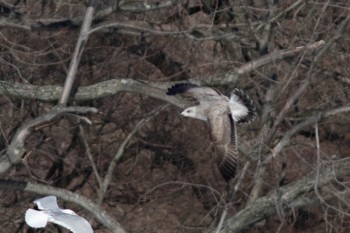 Lesser Black-backed Gull - ML304848881