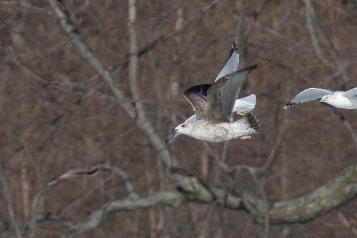 Lesser Black-backed Gull - ML304848921