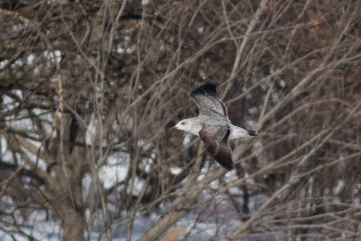 Lesser Black-backed Gull - ML304848951