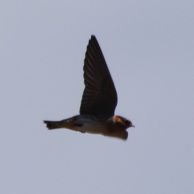 Cave Swallow - ML304849701