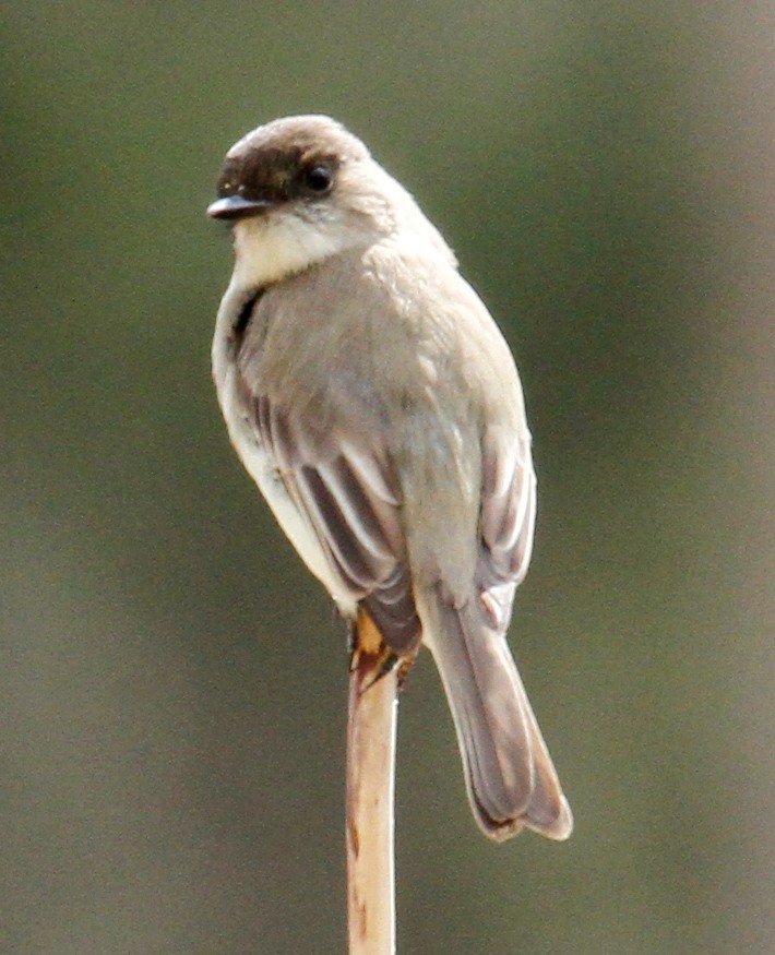 Eastern Phoebe - ML304849871