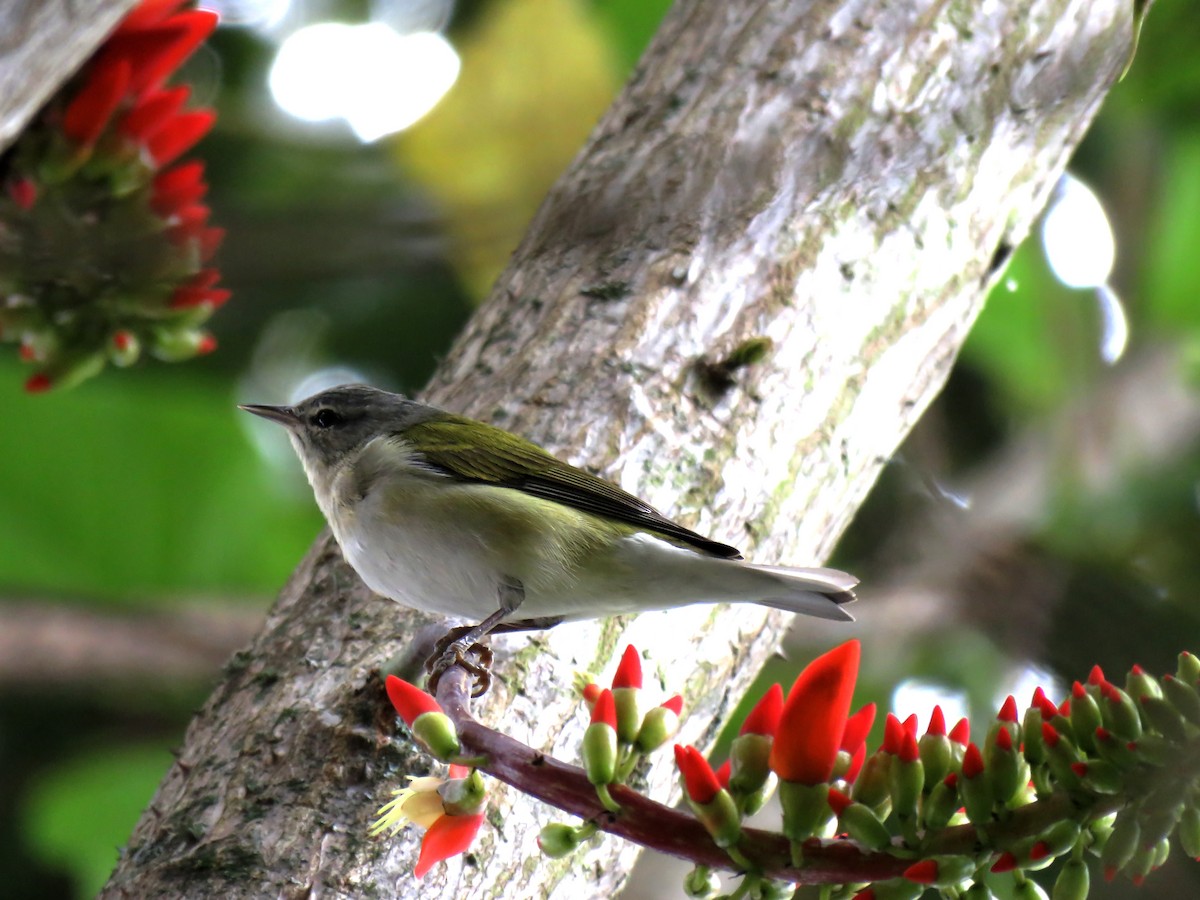 Tennessee Warbler - ML304850091