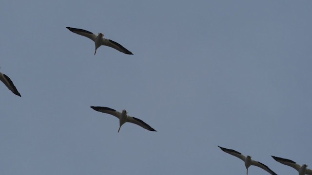 pelikán severoamerický - ML304850101