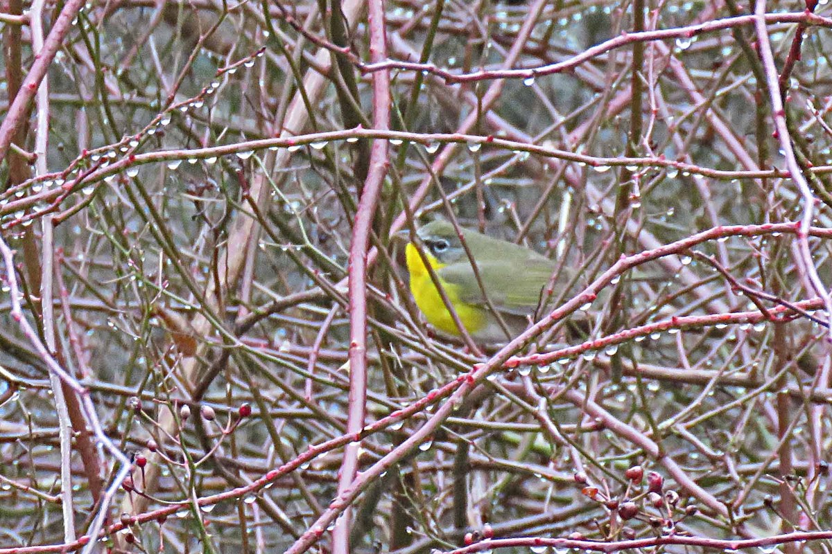 Yellow-breasted Chat - ML304850381