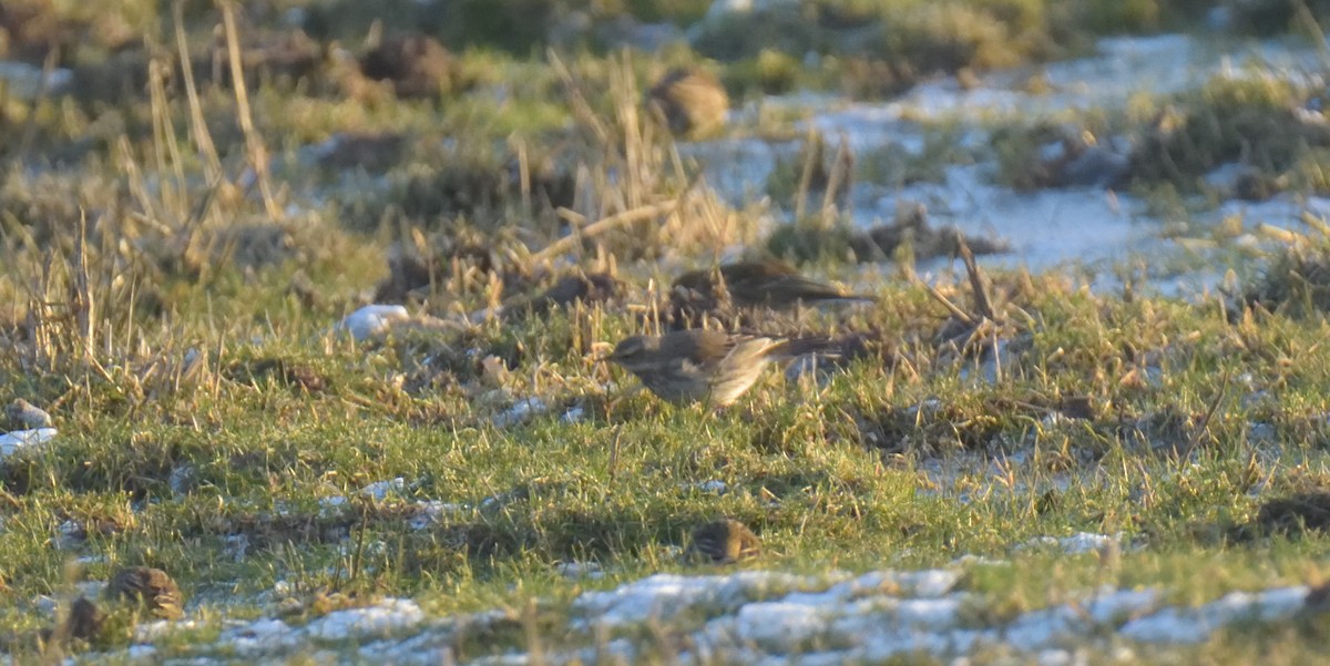 Water Pipit - ML304850521