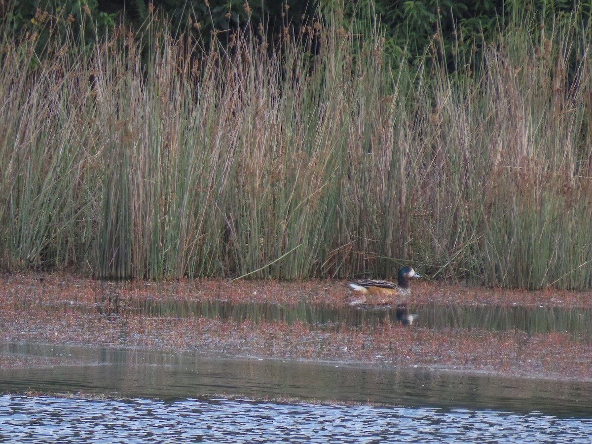 Chiloe Wigeon - ML304851811