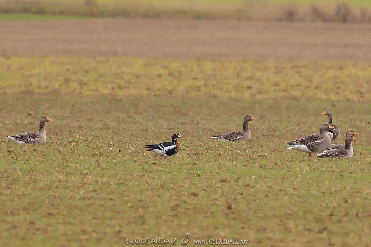 Red-breasted Goose - ML304854021