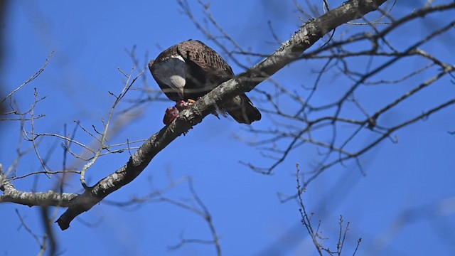 Орлан білоголовий - ML304854181