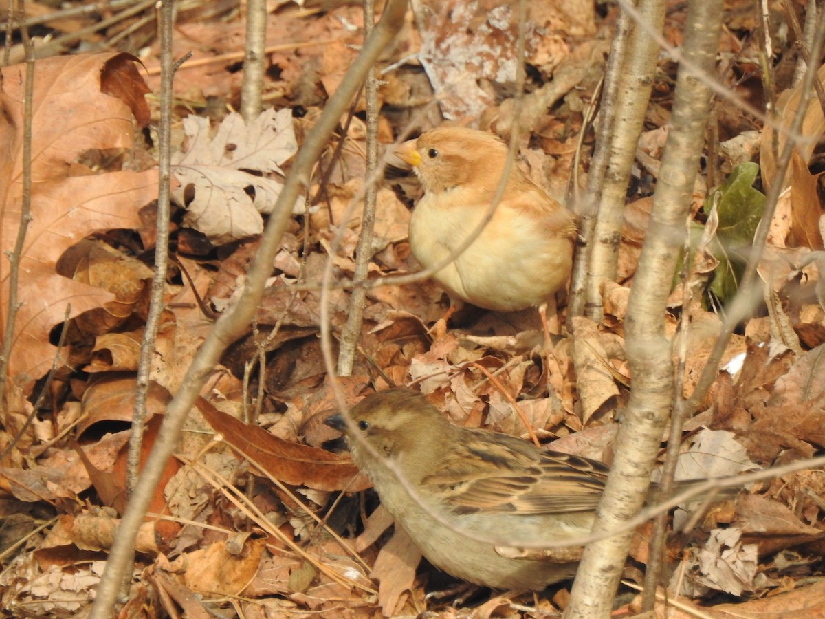 House Sparrow - Ella F