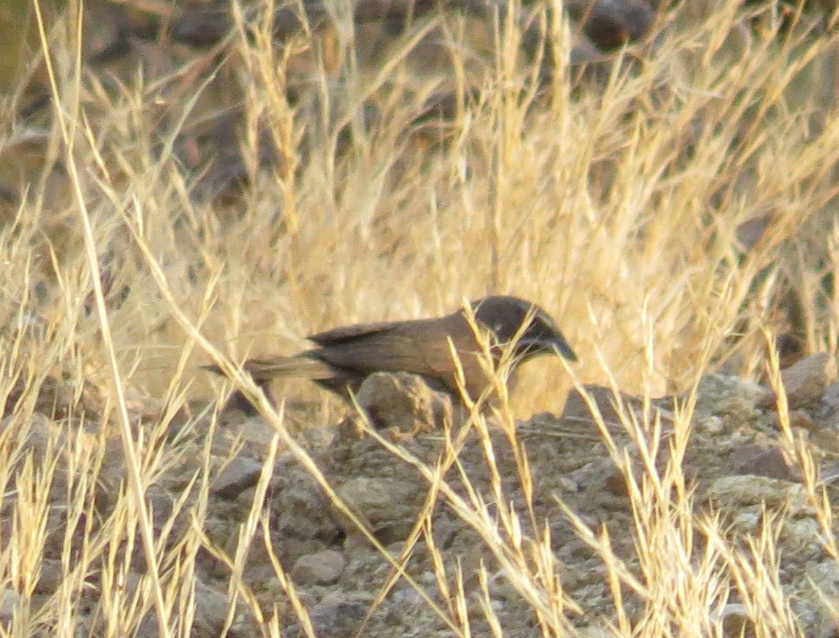 Five-striped Sparrow - Leslie Starr