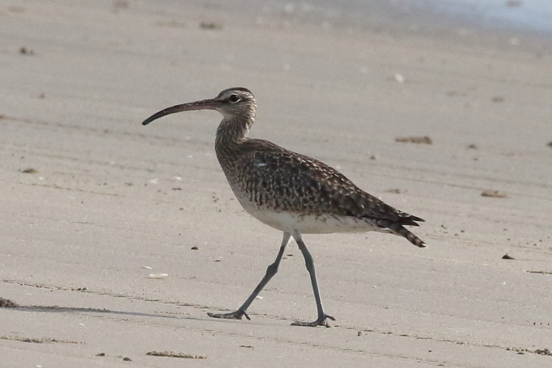 Whimbrel - Roly Pitts