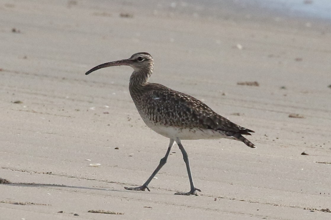 Whimbrel - ML304857731