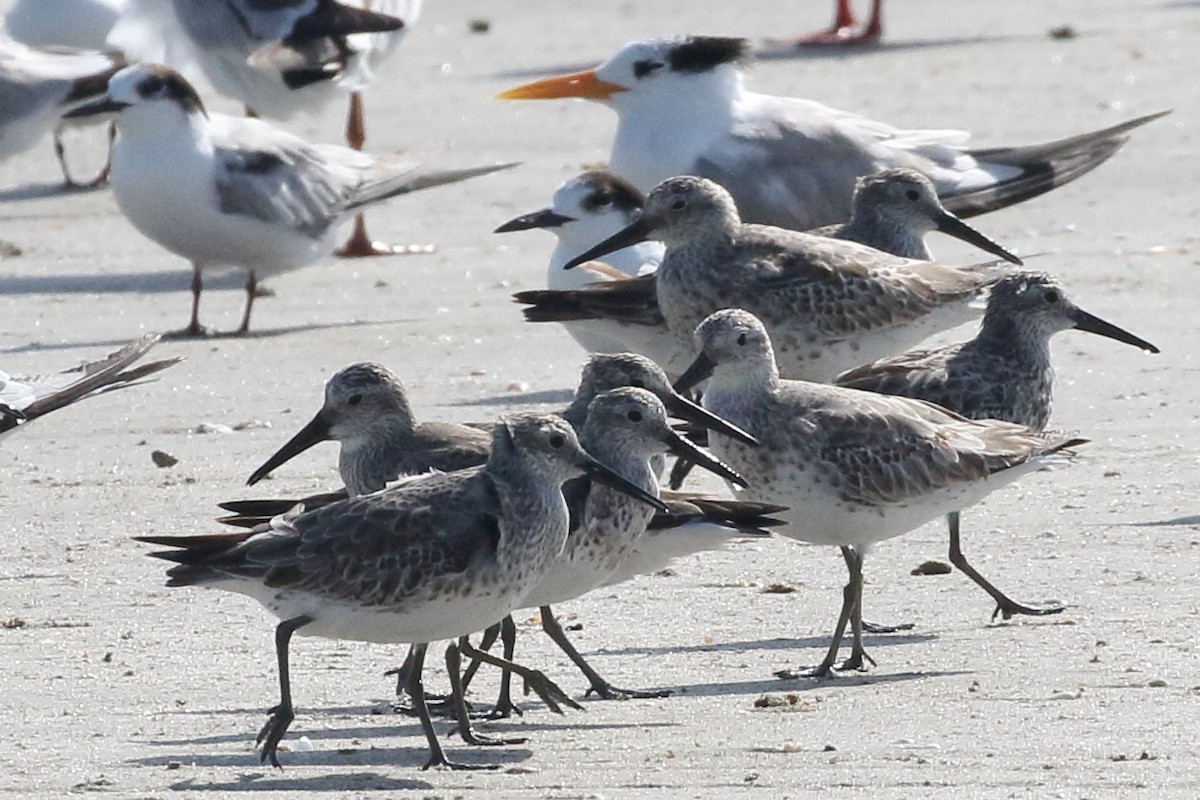 Great Knot - ML304858051