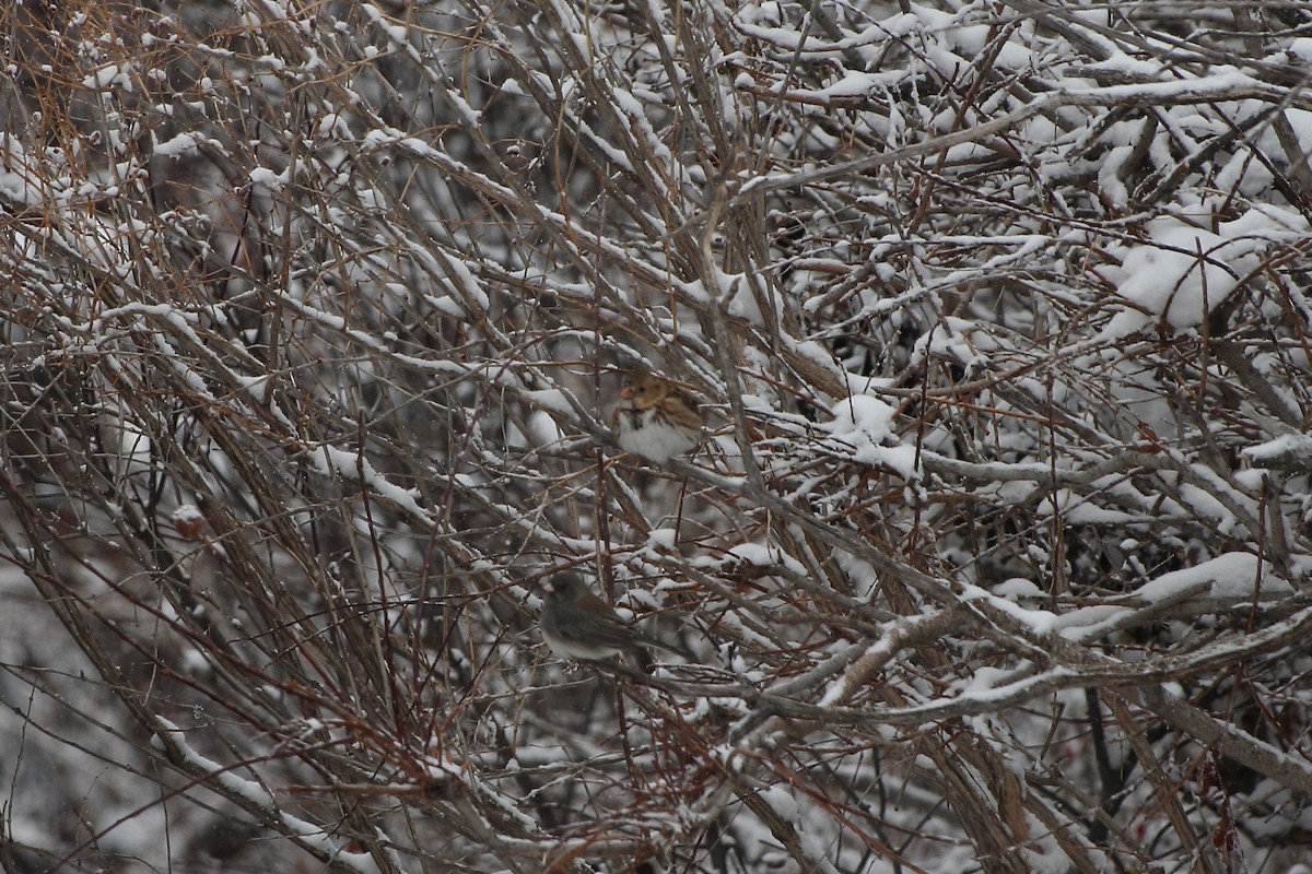 Harris's Sparrow - ML304859621