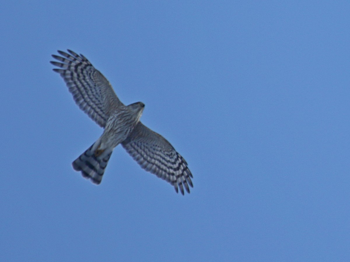 Sharp-shinned Hawk - ML304862091