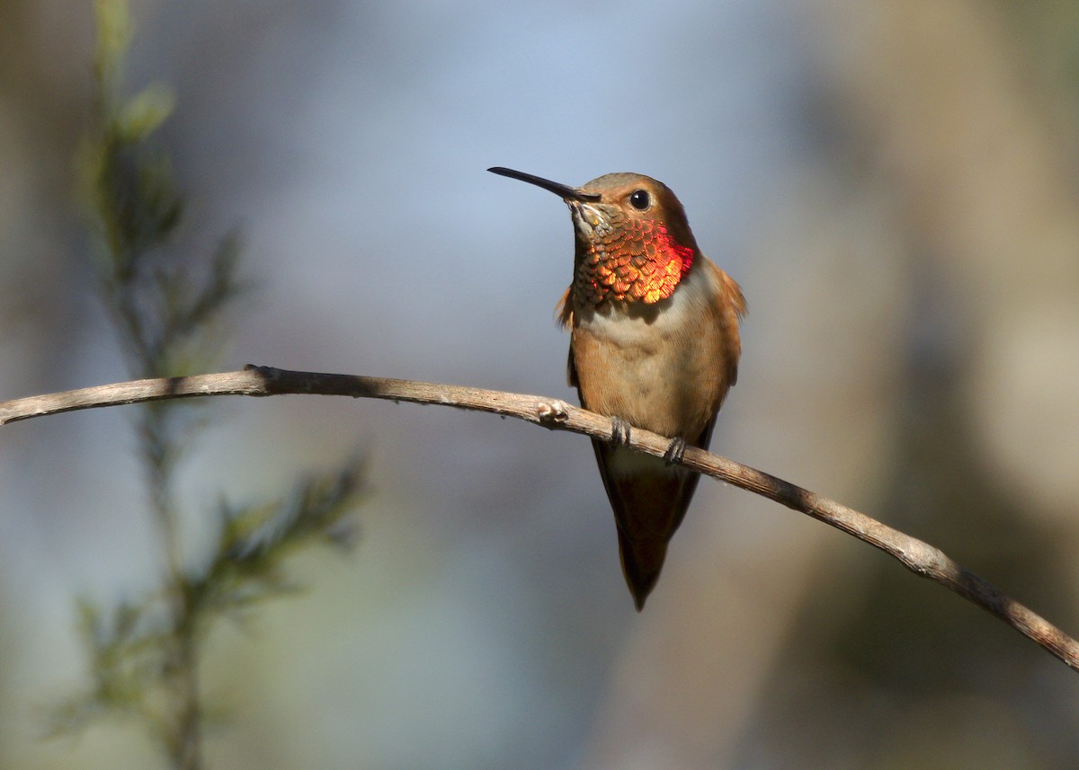 Colibrí de Allen - ML304862761