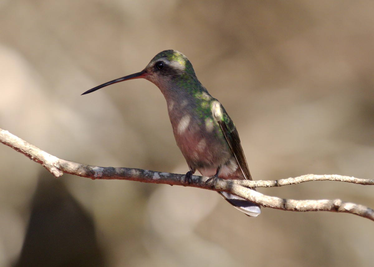 kolibřík širokozobý - ML304862781